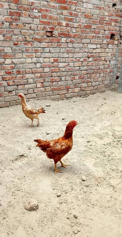 2 adad murgi for sale