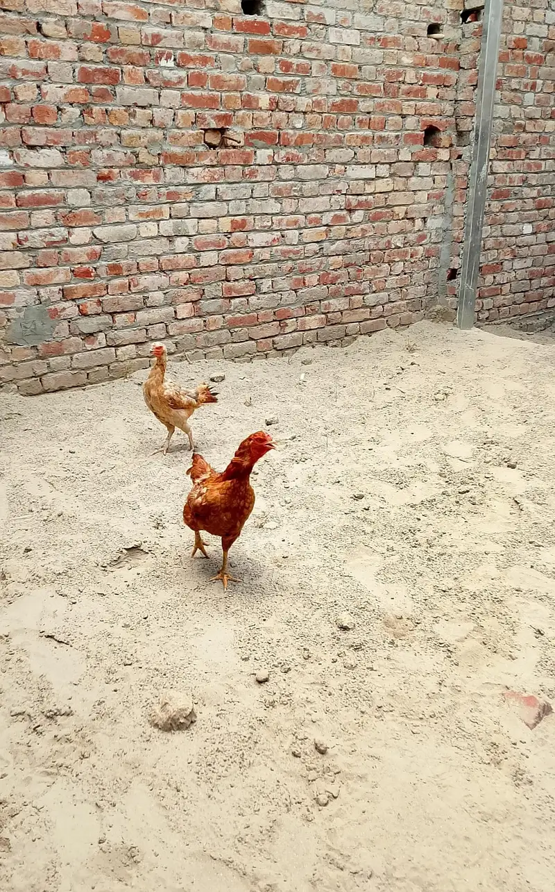 2 adad murgi for sale — photo 2
