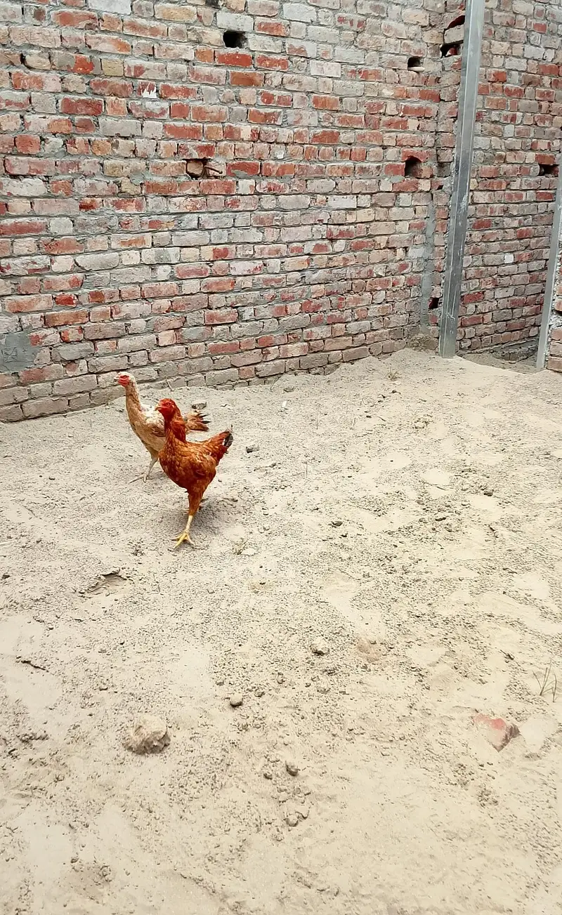 2 adad murgi for sale — photo 3