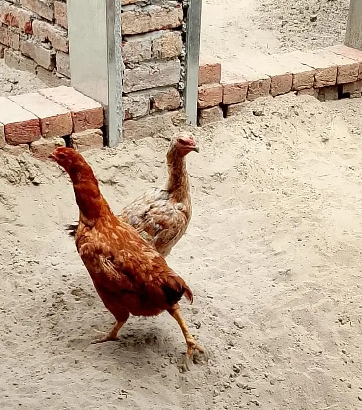 2 adad murgi for sale — photo 4