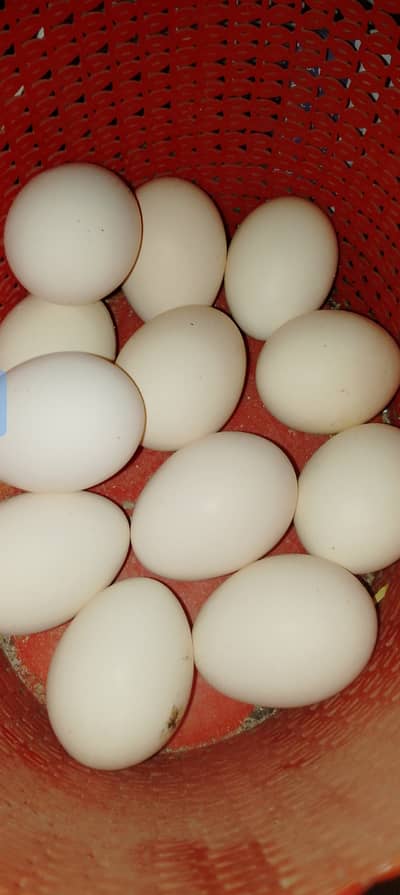 Golden misri Australorp and Plymouth rock fertile eggs