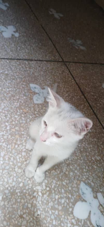 White kitten