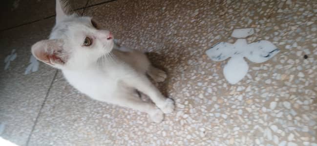 White kitten