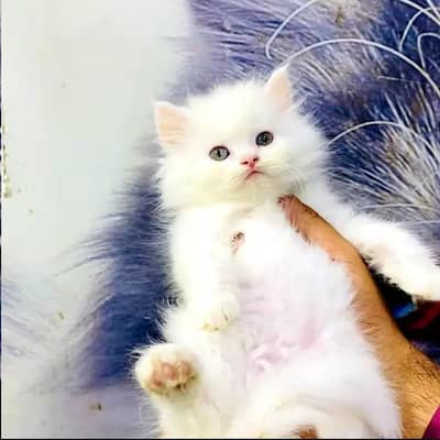 (Persian female kitten) (for sale all) (Pakistan delivery available)