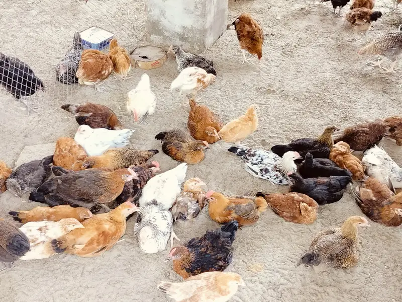 Golden Misri chicks for sale | 550 gram | 1200 per kg — photo 2