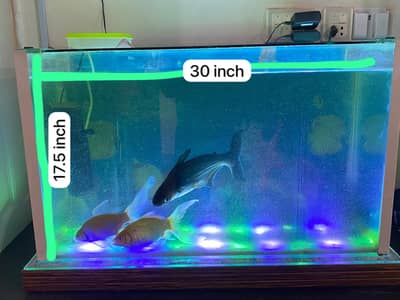 Aquarium & Fish For Sell