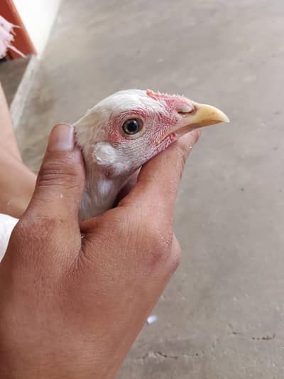 Herra