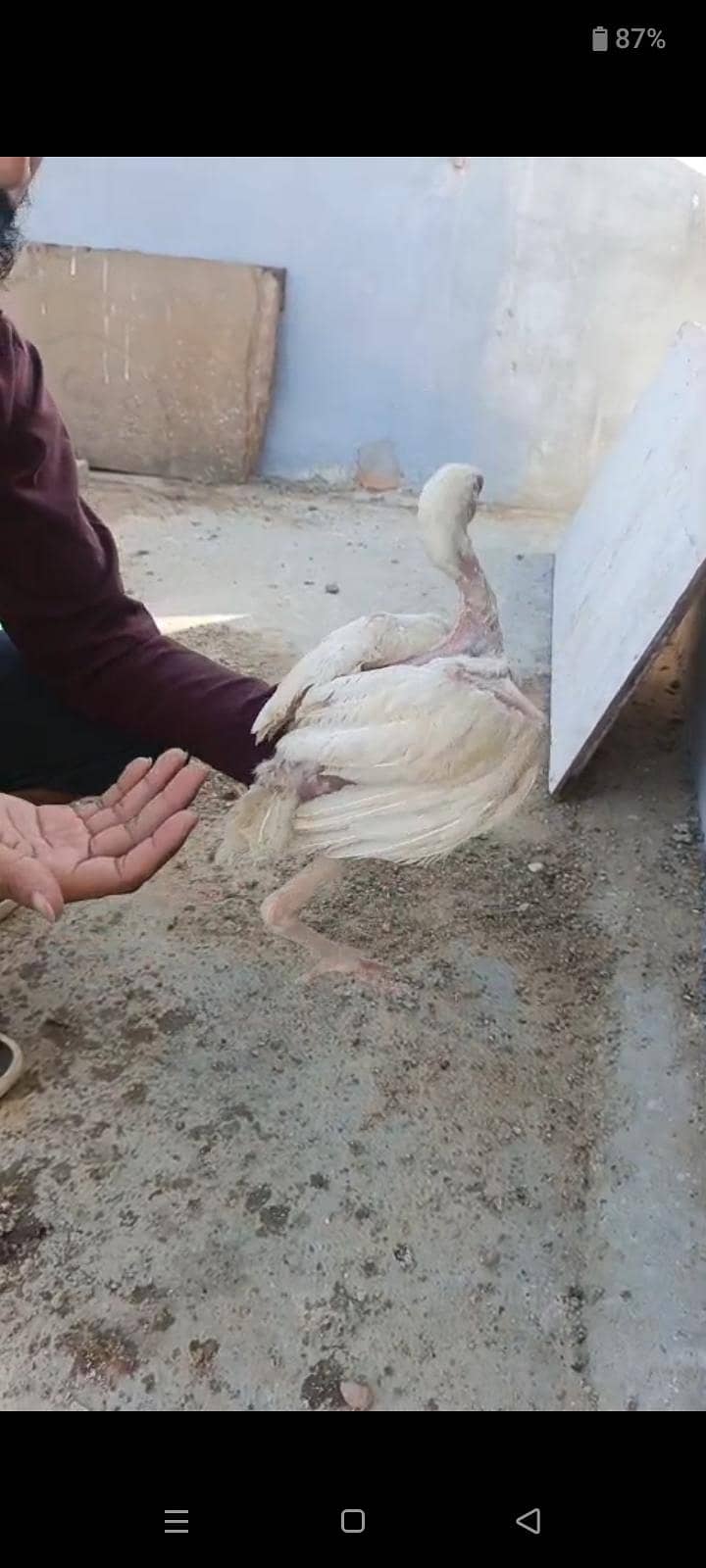 Herra 3