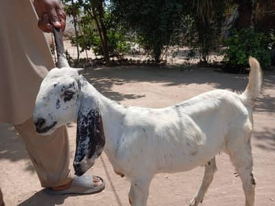 Goat baby for sell available