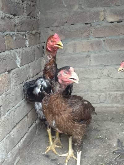 Aseel Murgha 3 Mughiyan/Hen