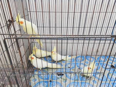 urgent sale
