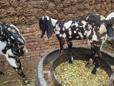 Goat with baby