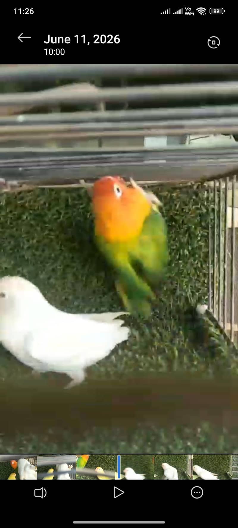 breader pair 2