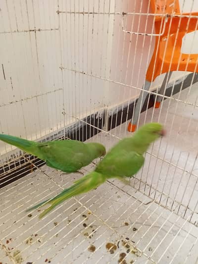 Healthy and active. No bite