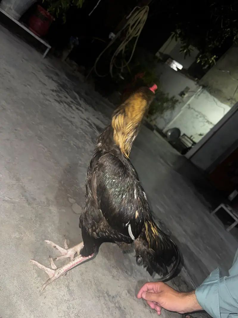 Aseel murgha — photo 3