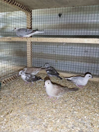 Diamond, Red, Blue pide dove