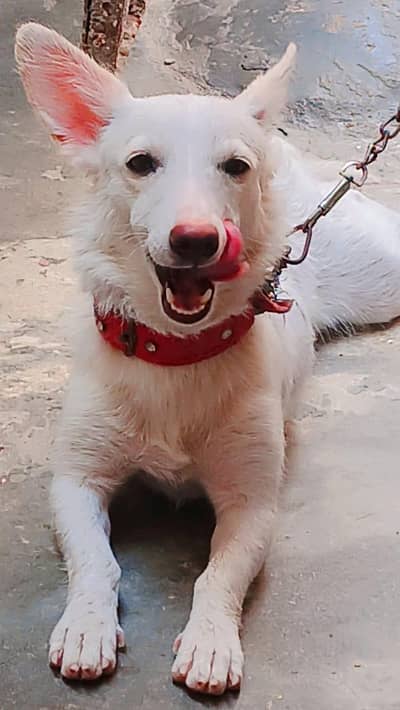 russian dog available for sale