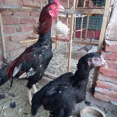 asel for sale