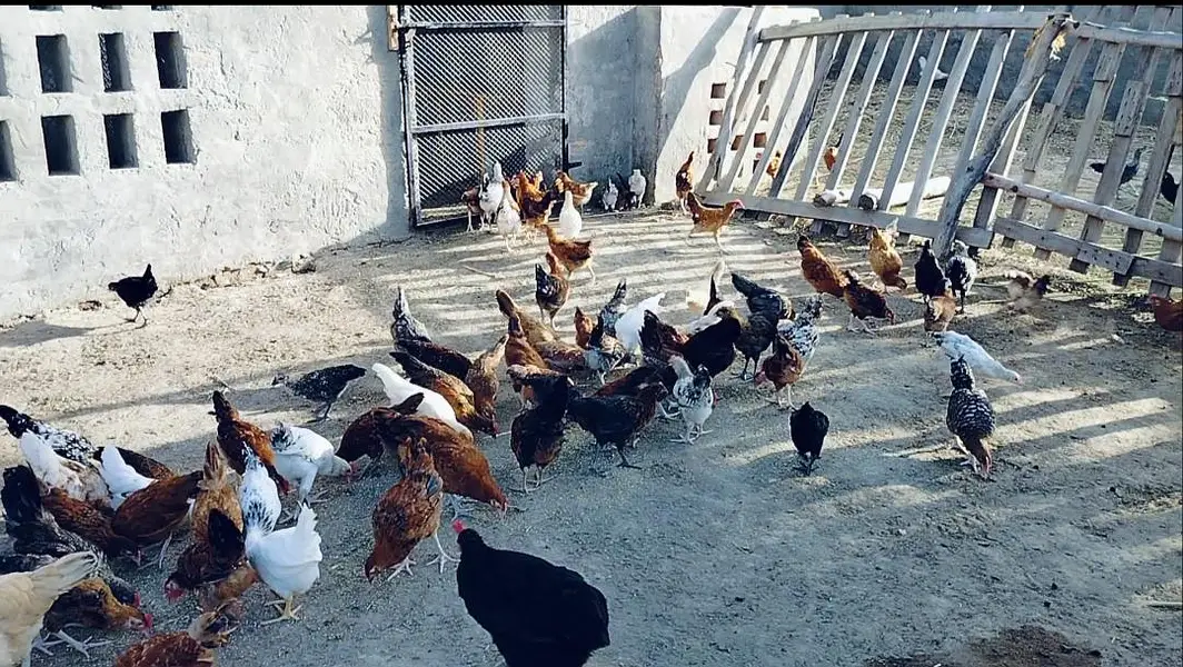 Golden misri 2 months old chicks | 600  gram weight | 1200 per kg