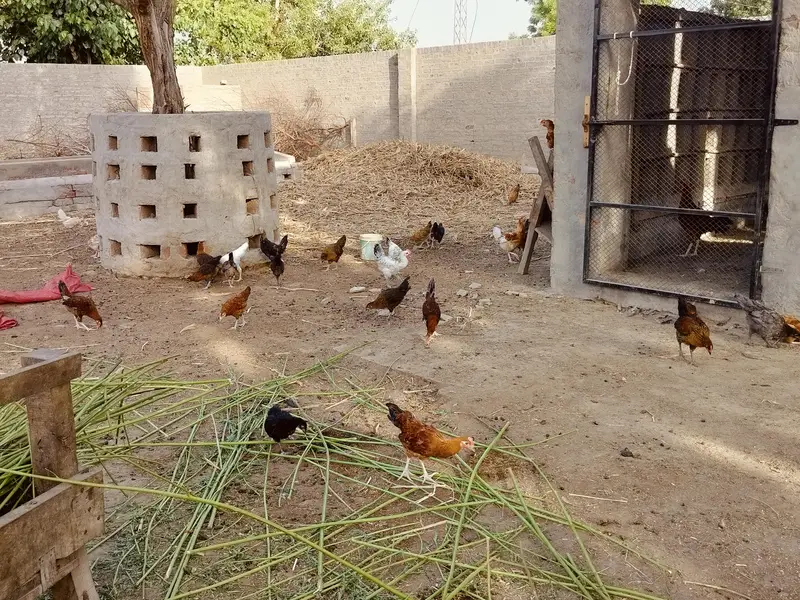 Golden misri 2 months old chicks | 600  gram weight | 1200 per kg — photo 8