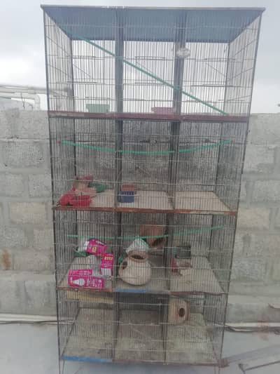 parrot