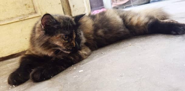 Pregnant Persian cat Tripp cot