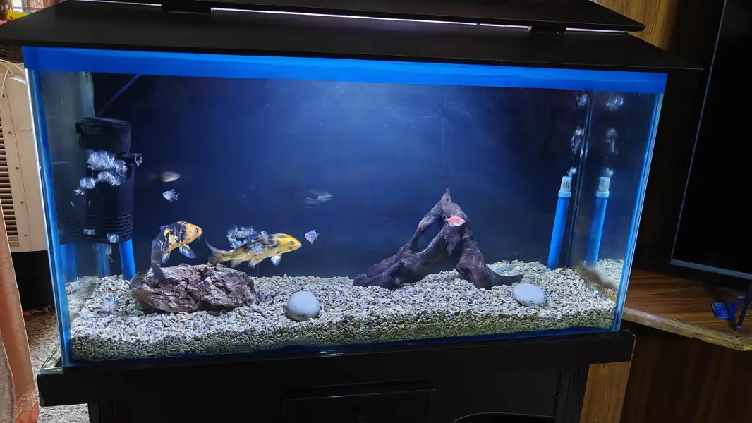 Fish Aquarium with fishes, filter and pumps