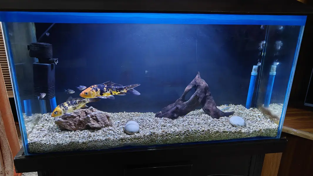Fish Aquarium with fishes, filter and pumps — photo 2