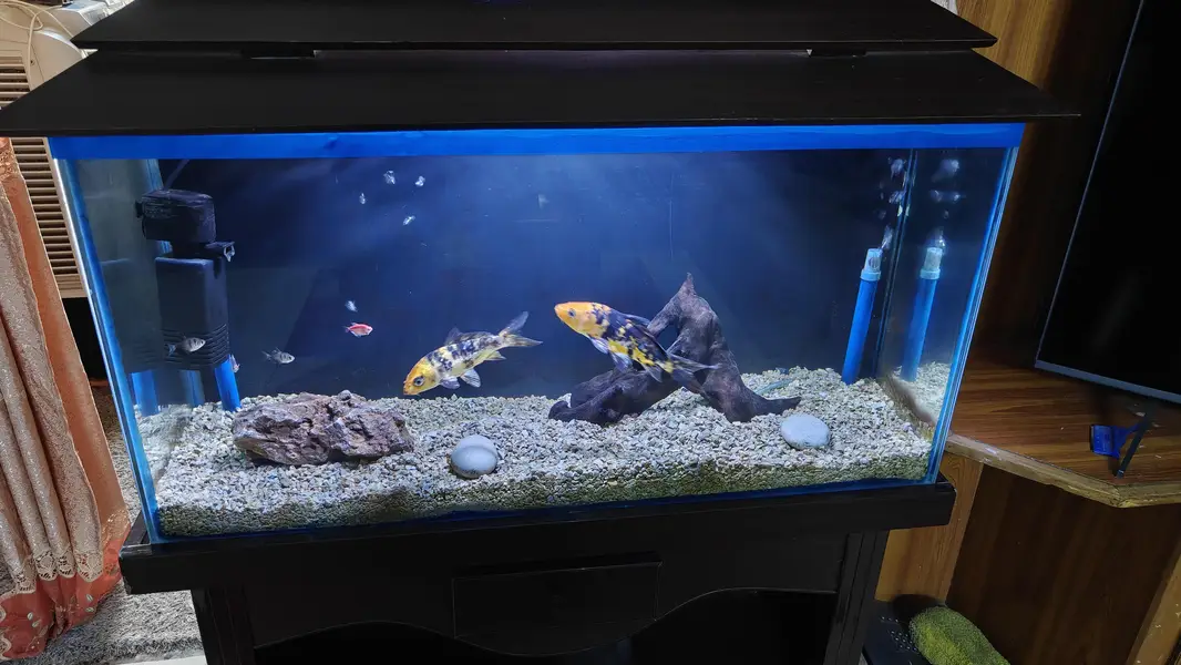 Fish Aquarium with fishes, filter and pumps — photo 4