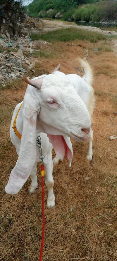 Pure Gulabi (Bakiri)