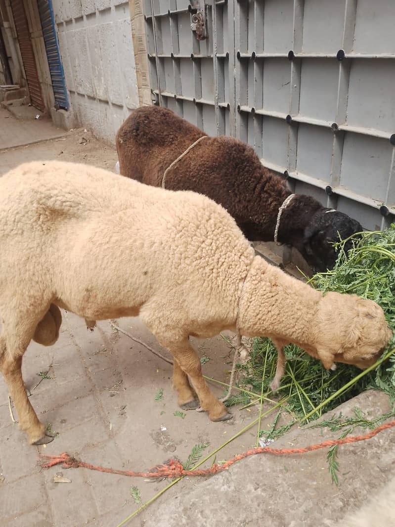 sheep 0