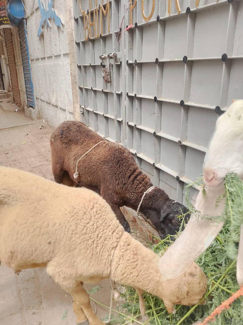 sheep 2