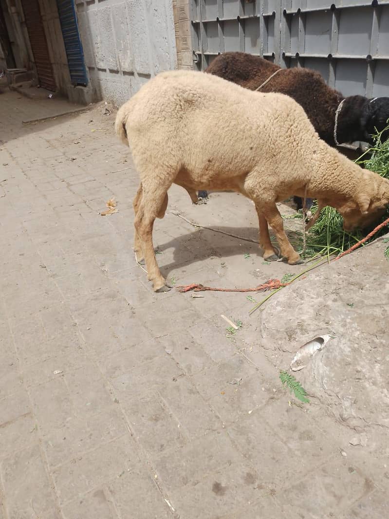 sheep 4