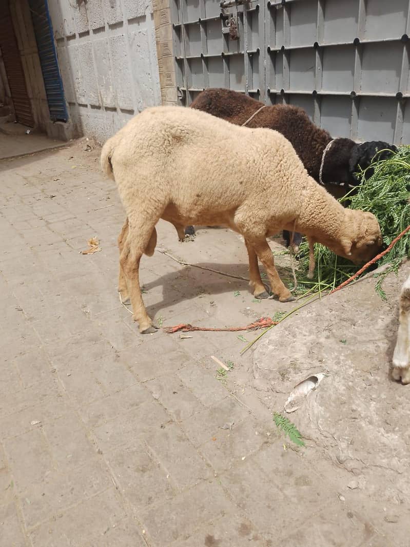 sheep 5
