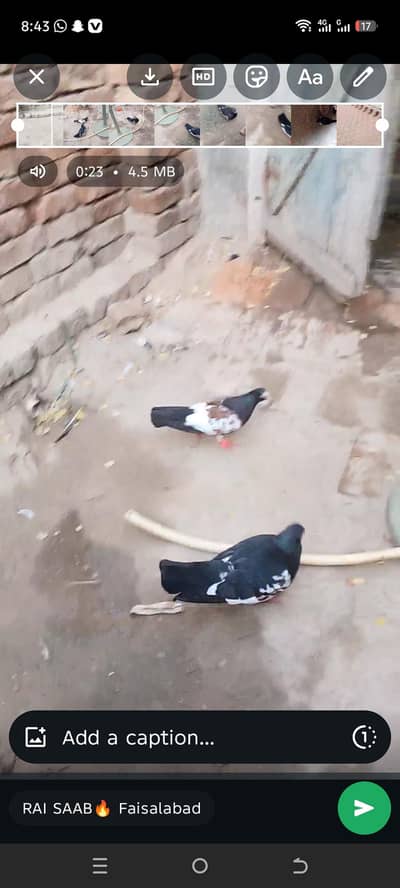 All pigeon available