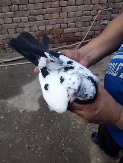 All pigeon available