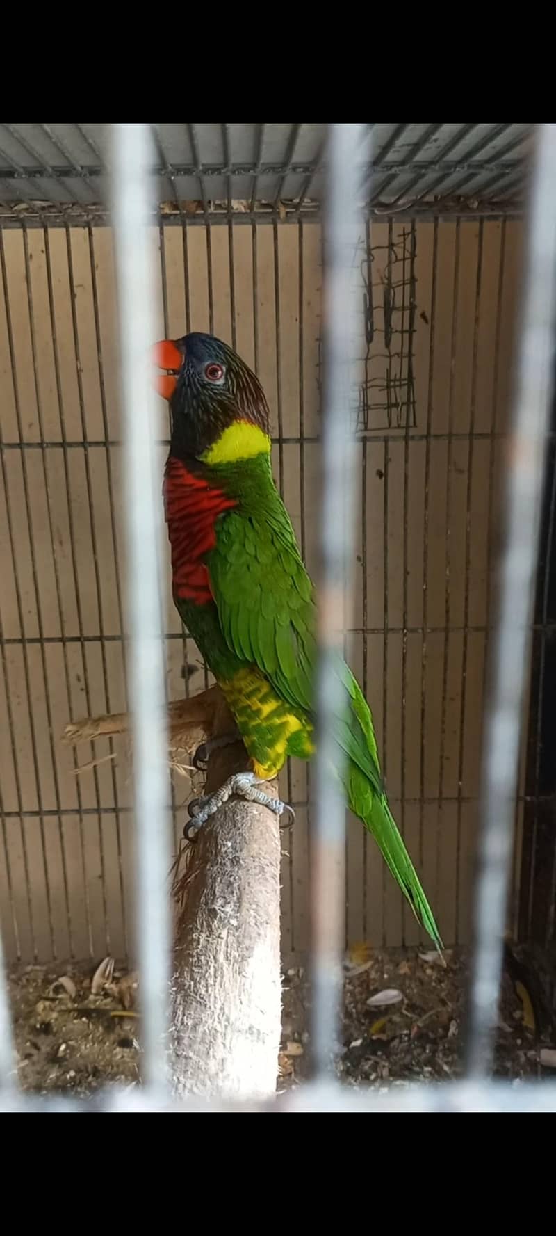 Lorikeet 0