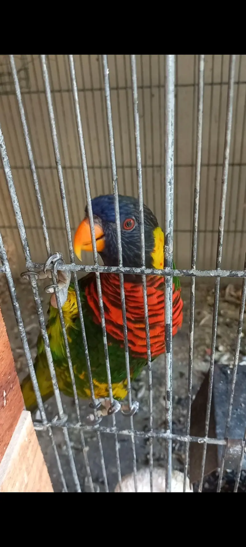 Lorikeet — photo 2