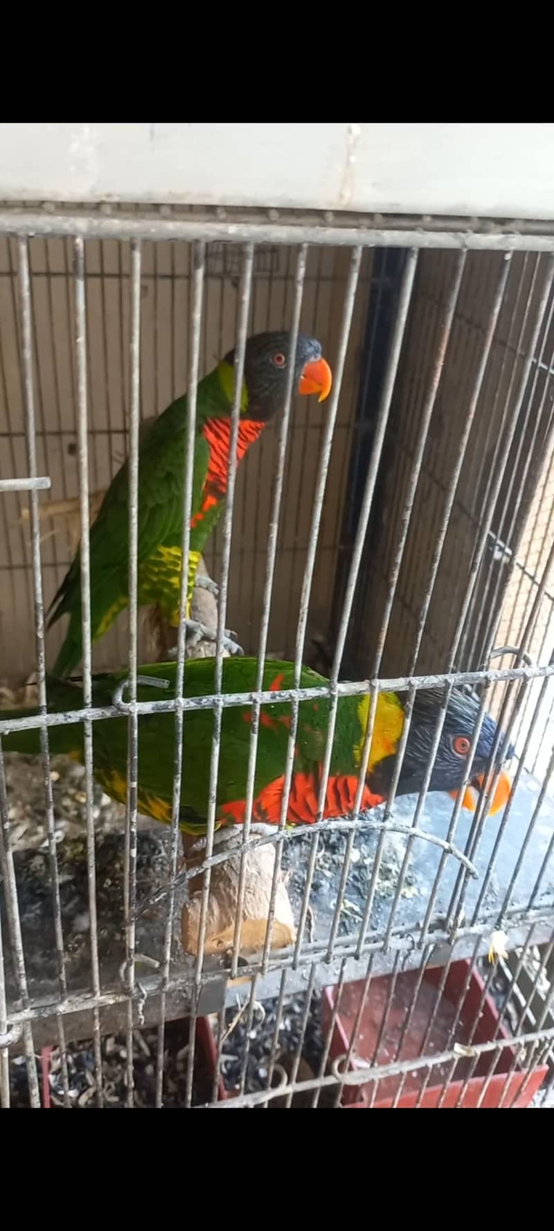 Lorikeet 2