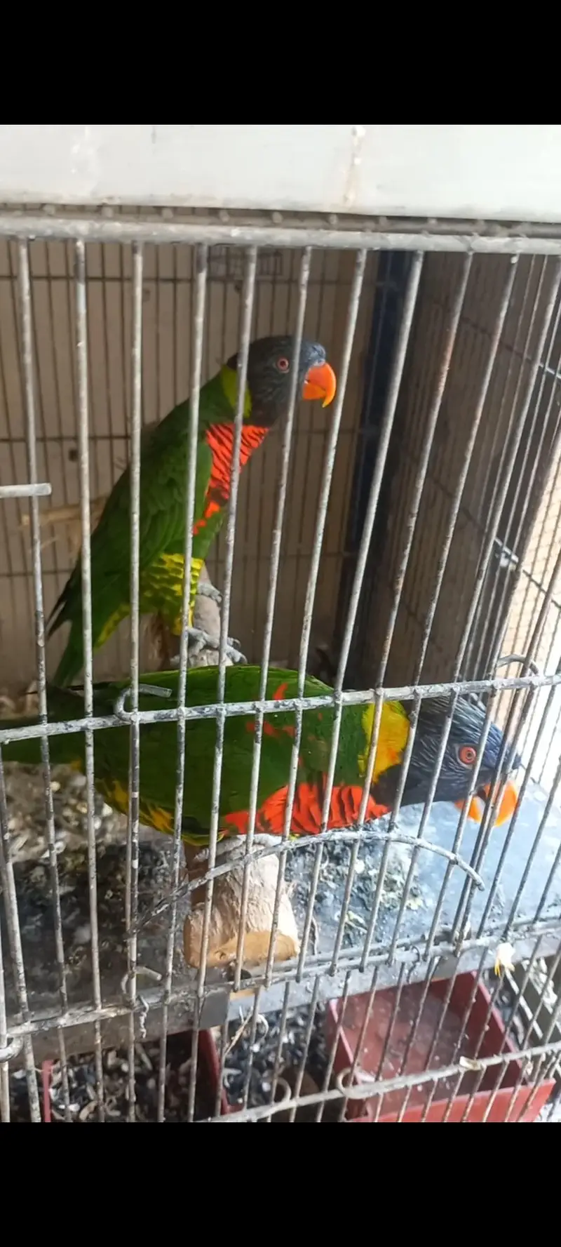 Lorikeet — photo 3