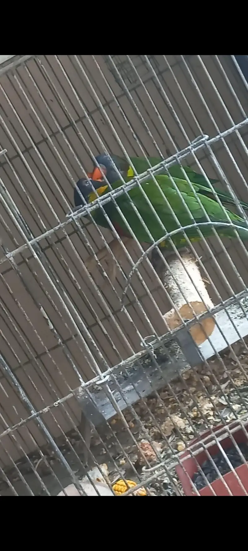 Lorikeet — photo 4