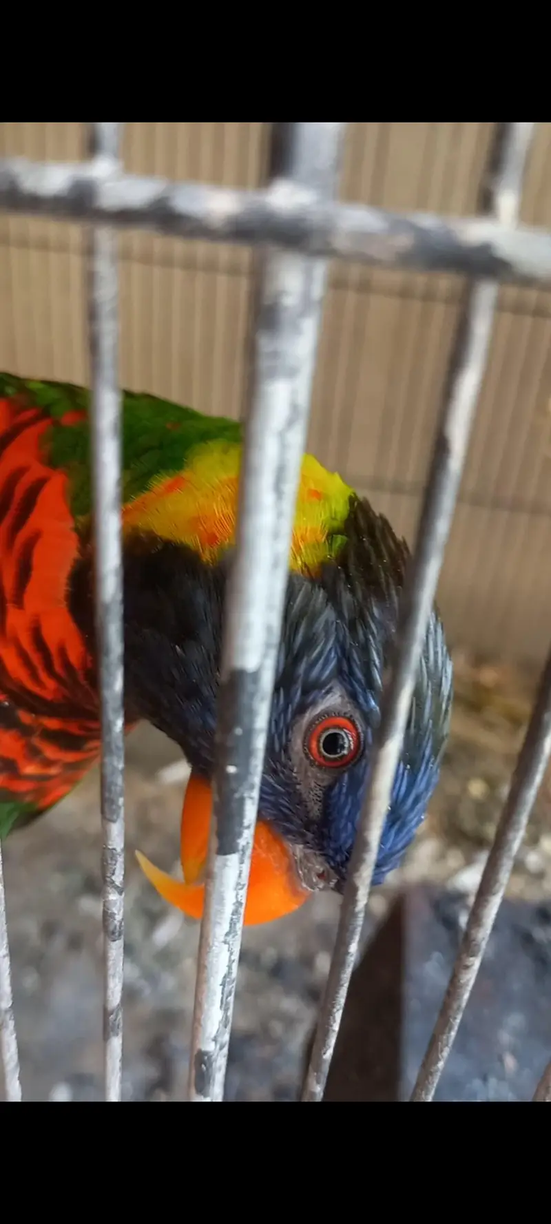 Lorikeet — photo 5