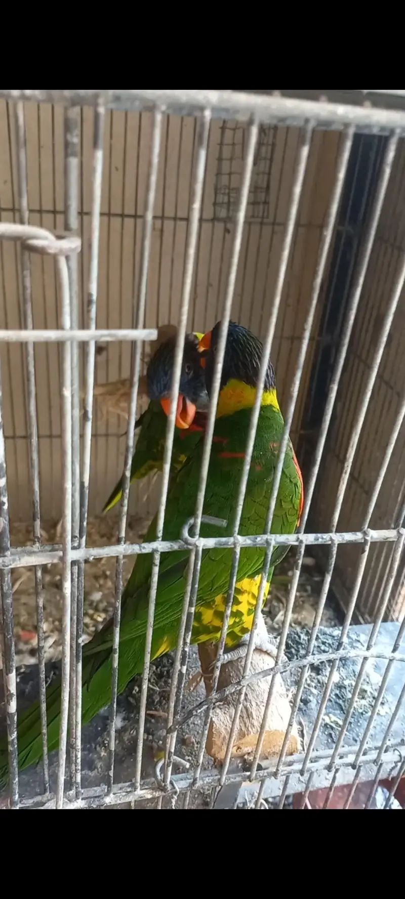 Lorikeet — photo 6