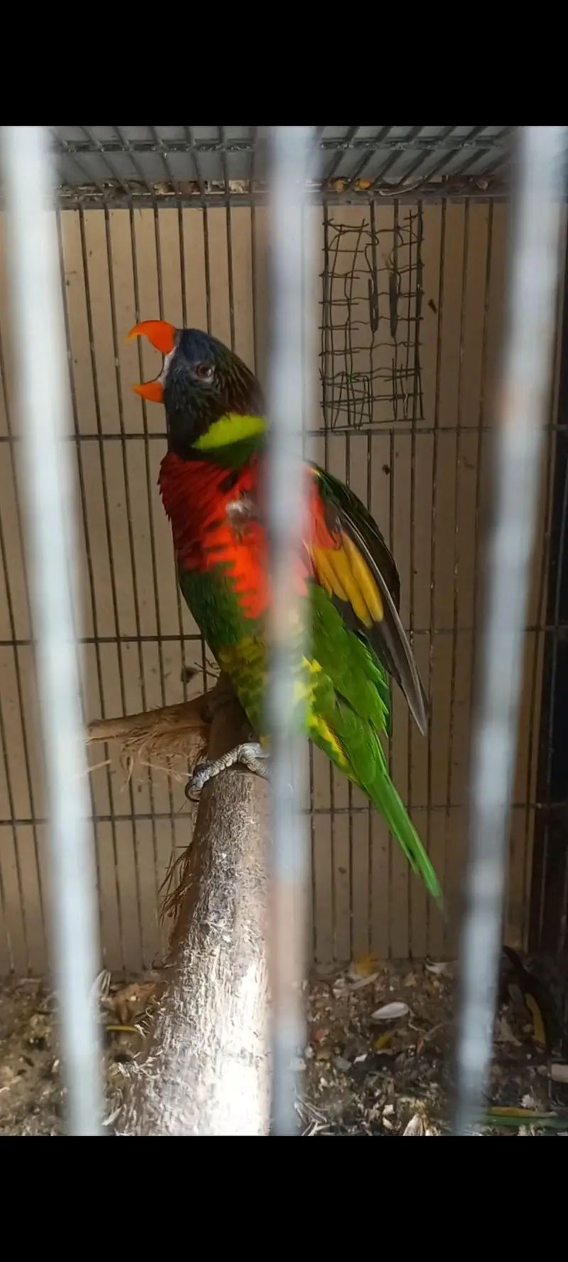 Lorikeet — photo 7