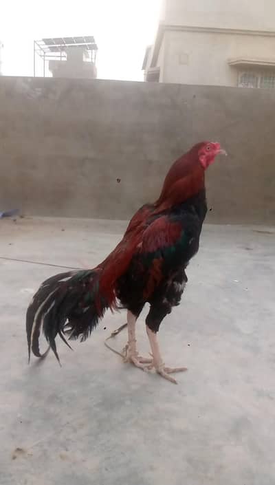 only call on WhatsApp