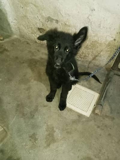 GERMAN SHEPHERD PUPPY DETIGE