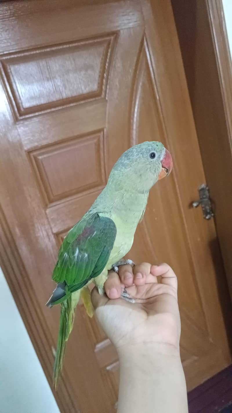 raw parrot 0