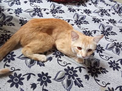 Beautiful Orange Male Cat