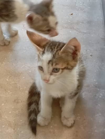 kitten | cute kittens | 4 kittens for free | cat for sale