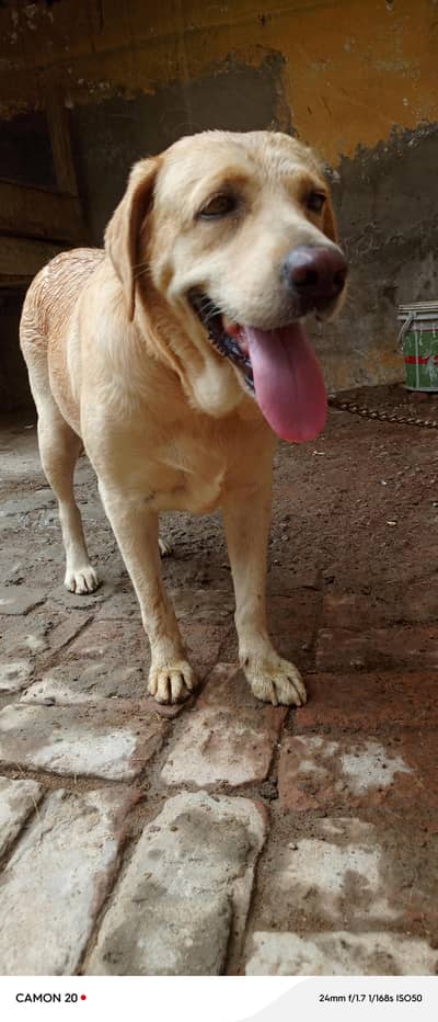 labrador female hain